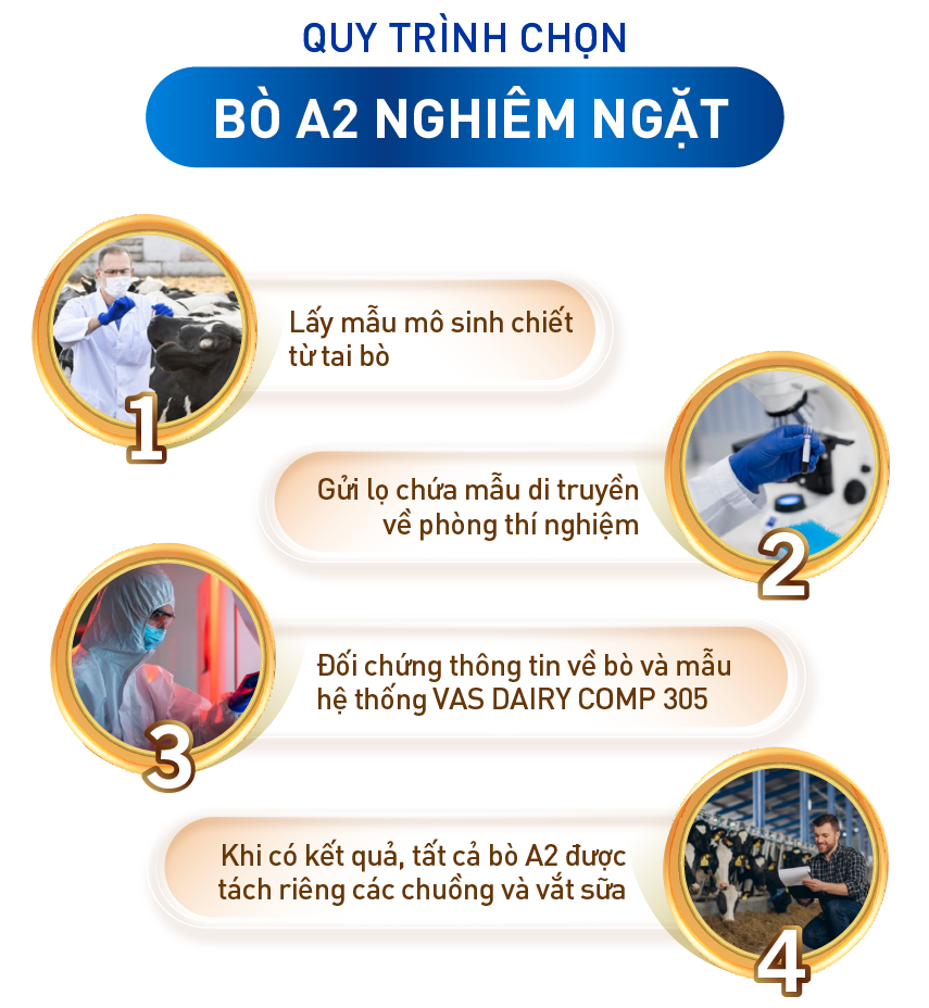 quy trình chọn bò A2 nghiêm ngặt