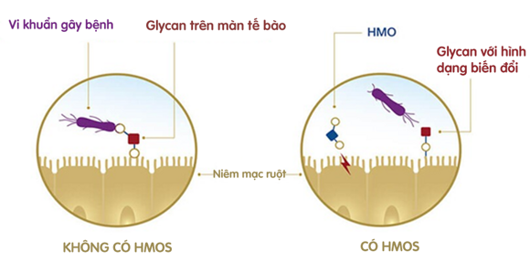 HMOs hỗ trợ tạo rào cản bảo vệ tại đường ruột